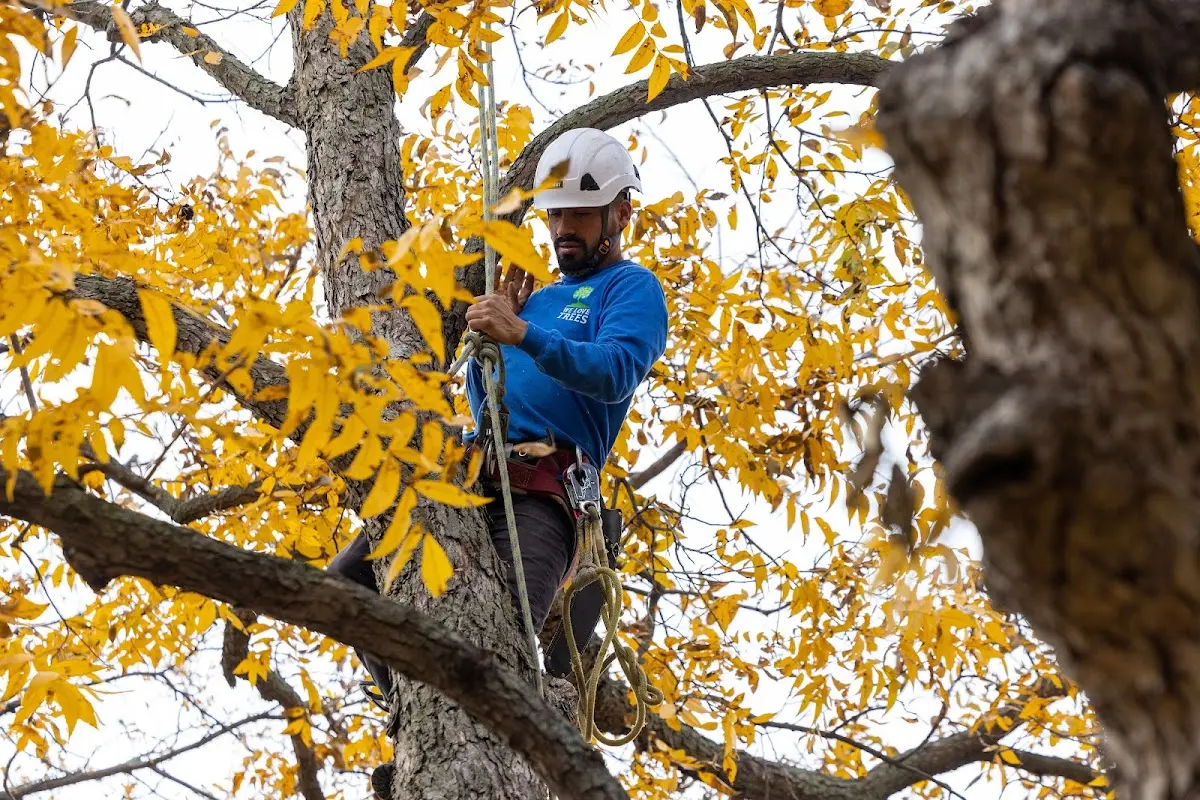 Skilled Tree Pruning crew working in Seymour