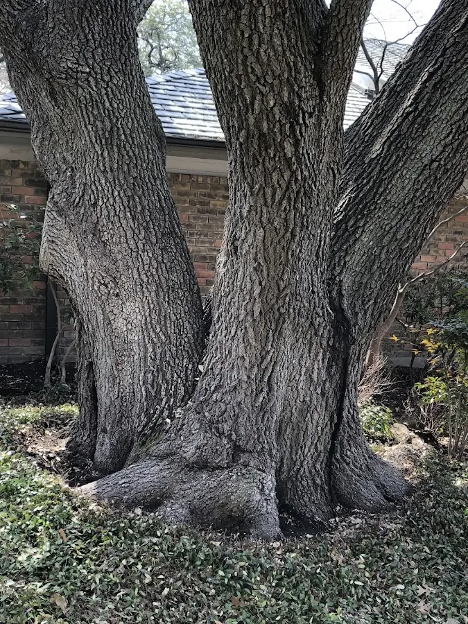 Mature heritage tree close to a Seymour property cared for by certified arborists